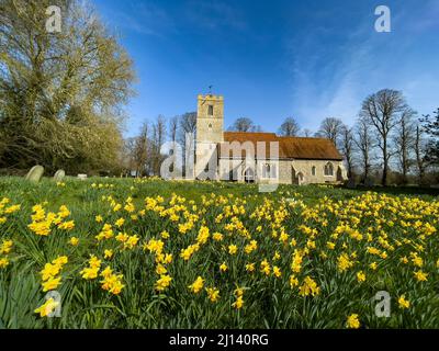 Champ de jonquilles en fleur devant All Saints Church Rickling, Essex UK contre un ciel bleu clair, Essex, Royaume-Uni. Banque D'Images
