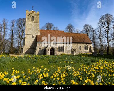 Champ de jonquilles en fleur devant All Saints Church Rickling, Essex UK contre un ciel bleu clair, Essex, Royaume-Uni. Banque D'Images