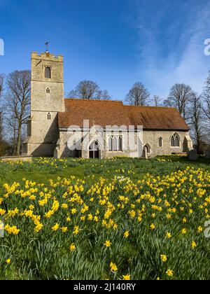 Champ de jonquilles en fleur devant All Saints Church Rickling, Essex UK contre un ciel bleu clair, Essex, Royaume-Uni. Banque D'Images