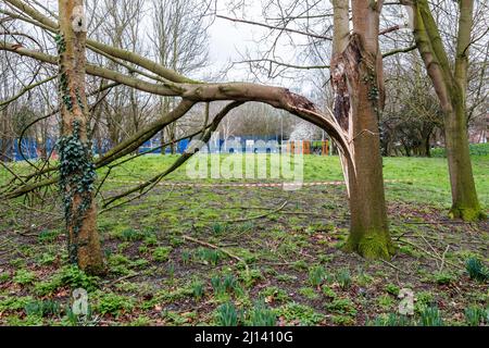 Un arbre tombé dans le parc Elthorne, dans le nord de Londres. Des dégâts considérables et plusieurs morts ont suivi les tempêtes Dudley, Eunice et Franklin Banque D'Images