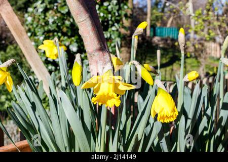 Les premiers jonquilles dans les jardins communautaires de Sunnyside, alors que le temps plus chaud encourage la floraison plus précoce, Londres, Royaume-Uni. Banque D'Images