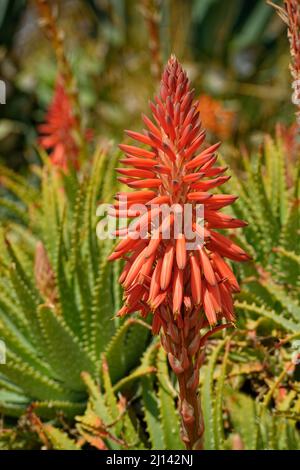 Kniphofia Uvaria ou Red-Hot Poke fleur. Banque D'Images