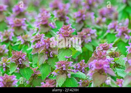 Un tapis de violet ou de rouge Morte Nettle (Lamium purpueum). Banque D'Images