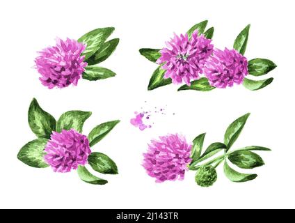 Trèfle rouge rose, fleurs et feuilles ensemble, dessin à la main aquarelle illustration isolée sur fond blanc Banque D'Images