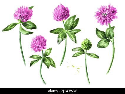 Plante de trèfle rose rouge, fleurs et feuilles ensemble. Illustration aquarelle dessinée à la main isolée sur fond blanc Banque D'Images