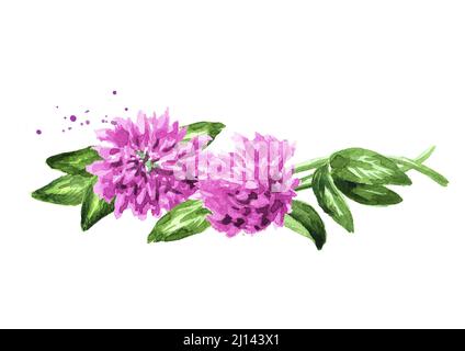 Trèfle rouge rose, fleurs et feuilles, illustration d'aquarelle dessinée à la main isolée sur fond blanc Banque D'Images