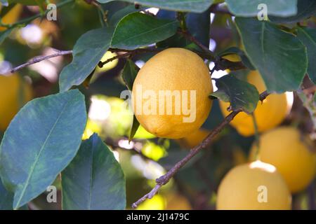 Gros plan des citrons de Lisbonne mûrissant sur l'arbre, entouré de feuilles vertes. Une des variétés de citron les plus largement disponibles dans les magasins worldwi Banque D'Images