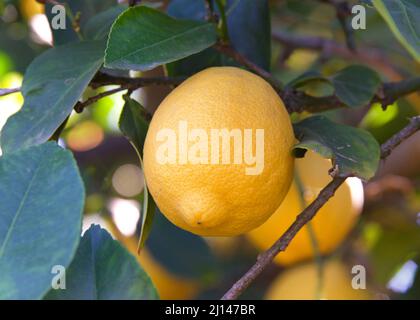 Gros plan des citrons de Lisbonne mûrissant sur l'arbre, entouré de feuilles vertes. Une des variétés de citron les plus largement disponibles dans les magasins worldwi Banque D'Images