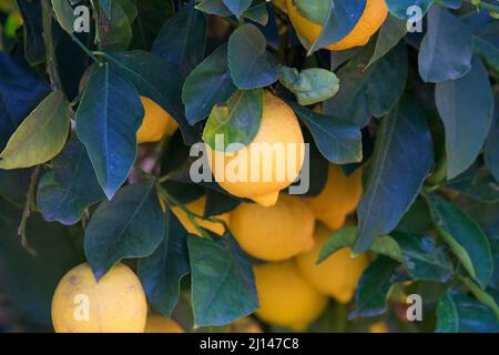 Gros plan des citrons de Lisbonne mûrissant sur l'arbre, entouré de feuilles vertes. Une des variétés de citron les plus largement disponibles dans les magasins worldwi Banque D'Images