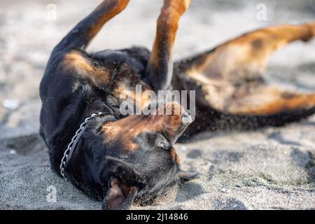 Gai drôle de grands chiens de somersautes et des sools autour d'une plage de sable, près de la mer bleue avec des vagues blanches Banque D'Images