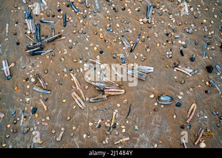 Plusieurs sortes de coquillages sur la plage Banque D'Images