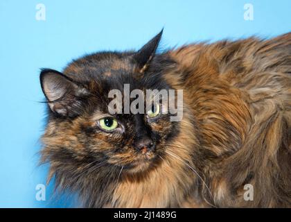 Portrait de profil d'un long cheveux tortie tabby chat regardant les téléspectateurs droit avec les yeux verts lumineux. Arrière-plan bleu. Banque D'Images