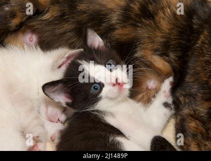 Gros plan d'un chaton noir et blanc posé sur une mère Tortie avec un frère blanc qui dormait à côté. Vue depuis le dessus du chaton Banque D'Images