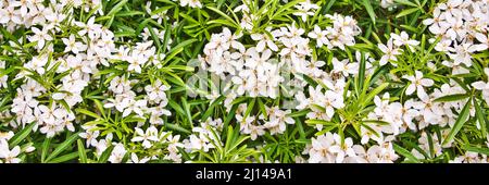 Choisya ternata, arbre orange mexicain en fleur, blanc petites fleurs ressort fond panoramique Banque D'Images