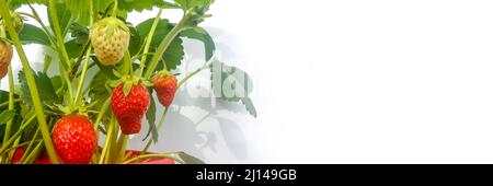 Pot rouge de fraise sur fond blanc panoramique Banque D'Images