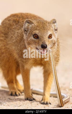 Mongoose jaune, Cyctis penicillata, avec le serpent de sable de Kalahari, Psammosphis trinasas, Prey, Parc national transfrontalier de Kgalagadi, Afrique du Sud Banque D'Images
