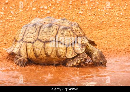 Tortue léopard, Stigmochelys pardalis, eau potable à la base de la dune sous la pluie, parc national transfrontalier Kgalagadi, Afrique du Sud Banque D'Images