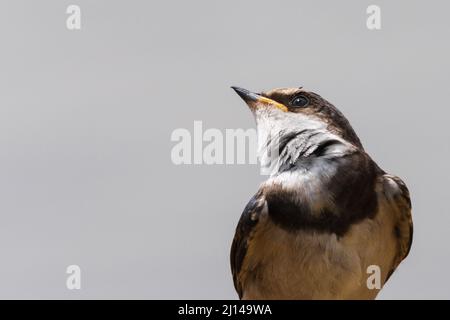 Portrait (à côté) d'un nain à gorge blanche, Hirundo albigularis, Wepener, État libre d'Orange, Afrique du Sud Banque D'Images