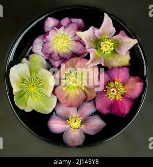 Helleborus fleurit du jardin d'hiver dans le centre de la Virginie flottant dans un bol d'eau. Banque D'Images