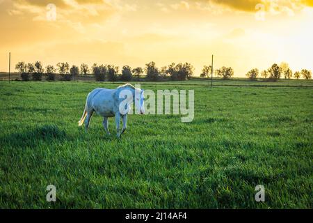 Magnifique cheval de Lusitano au coucher du soleil dans les champs de prairies de Golega, Ribatejo, Portugal. Banque D'Images