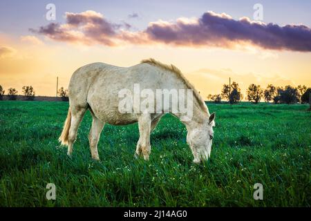 Magnifique cheval de Lusitano au coucher du soleil dans les champs de prairies de Golega, Ribatejo, Portugal. Banque D'Images