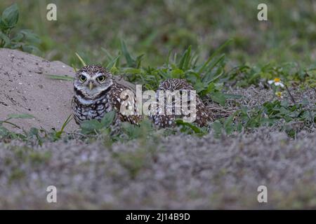 Chevêche des terriers Banque D'Images