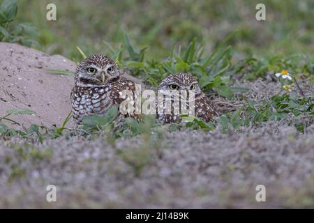 Chevêche des terriers Banque D'Images