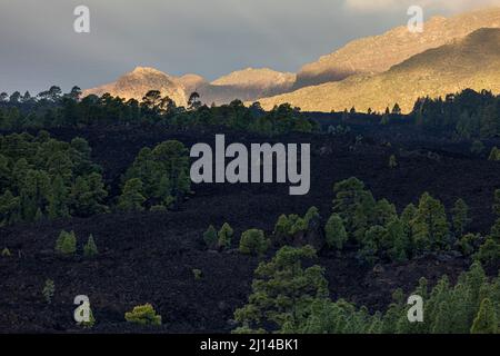 Pins canariens, pinus canariensis croissant dans les champs de lave solidifiés lors d'une matinée trouble et brumeuse dans le paysage volcanique des Las Canadas d Banque D'Images