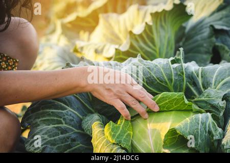 Main de la femme jardinier recherche et de vérifier la qualité du chou frais dans la ferme biologique. Contrôle agricole asiatique sur le champ de chou. Légumes biologiques. Agricu Banque D'Images