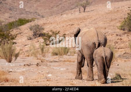 Gros plan de deux éléphants du désert africain - Loxodonta Africana - errant dans le désert dans le nord-ouest de la Namibie. Banque D'Images