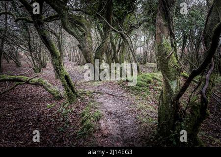 Un petit copse d'arbres tordus à tête de gnarlée sur Goonzion Downs, sur Bodmin Moor, dans les Cornouailles. Banque D'Images