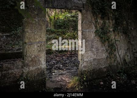 Les vestiges historiques des bâtiments utilisés dans la fabrication de poudre à canon dans la réserve naturelle de Kennall Vale à Ponsanoth, dans les Cornouailles, au Royaume-Uni. Banque D'Images