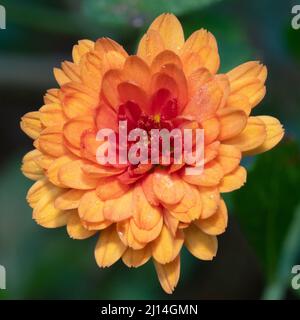 Gros plan de la fleur d'orange d'un chrysanthème, ou mère endurci. Banque D'Images