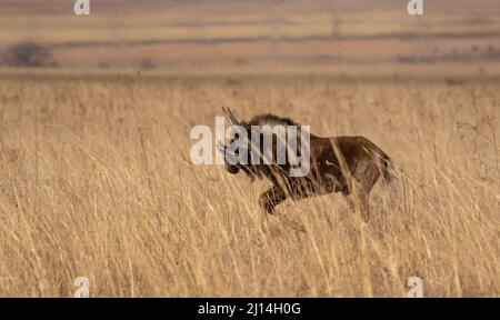 Jeune Black Wildebeest courant dans la longue herbe, parc national de Mountain Zebra Banque D'Images