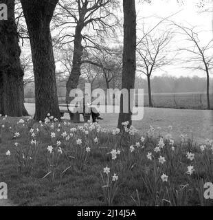 1960s, historique, un jeune homme assis sur un banc à large promenade dans la prairie de Christ Church, Oxford, Angleterre, Royaume-Uni, avec les jonlls de printemps en fleur. Banque D'Images