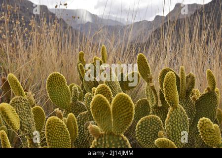 Opuntia microdasys (lapin épis cactus) croissant dans les montagnes arides du nord-ouest de la Grande Canarie îles Canaries Espagne. Banque D'Images