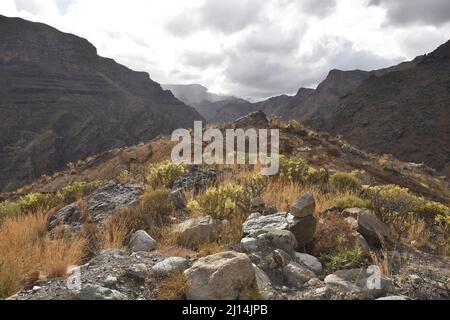 Paysage herbeux aride avec des plantes succulentes, nuages se formant sur des montagnes volcaniques dans le nord-ouest de la Grande Canarie îles Canaries Espagne. Banque D'Images