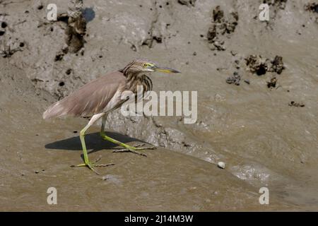 Le héron de l'étang indien est un petit héron. Il est d'origine Old World, se reproduisant dans le sud de l'Iran et à l'est du sous-continent indien, la Birmanie, Banque D'Images