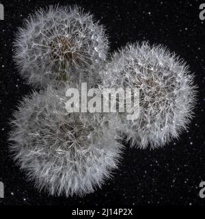 Trois pissenlits ronds blancs et moelleux avec gouttes d'eau de pluie sur un fond étoilé noir, gros plan. Tête ronde de plantes d'été avec voir en forme de parapluie Banque D'Images