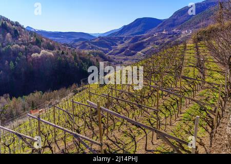 Vue sur les vignobles et le paysage dans les Dolomites, lors d'une journée d'hiver claire, Trentin, Italie du Nord Banque D'Images