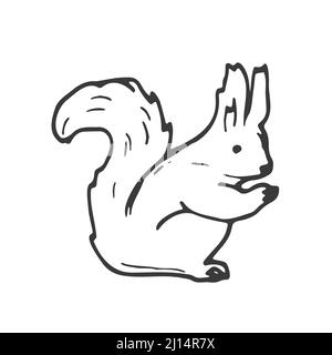 Croquis d'écureuil de Doodle isolé sur fond blanc. Illustration vectorielle. Illustration de Vecteur