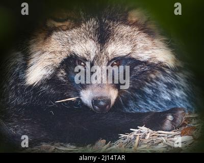 Chien de raton laveur commun Nyctereutes procyonoides Banque D'Images