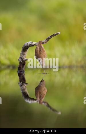 Wren eurasien (troglodytes troglodytes) adulte perché sur une souche atteignant pour la mouche de la grue (Tipula sp) adulte à la surface de l'eau dans l'étang, avec réflexion Banque D'Images