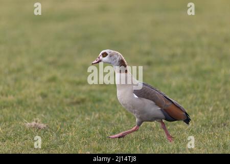 OIE d'Egypte (Alopochen aegyptiacus) adulte marchant sur l'herbe, Suffolk, Angleterre, mars Banque D'Images