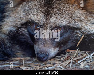 Chien de raton laveur commun Nyctereutes procyonoides Banque D'Images