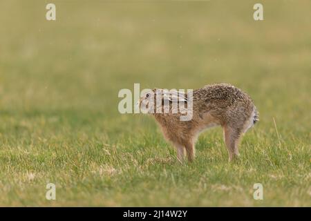 Lièvre européen (Lepus europeaus) adulte s'étirant dans le champ d'herbe, Suffolk, Angleterre, mars Banque D'Images