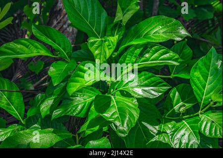 La photo montre un fruit de noni accroché à un arbre.L'arbre morinda est exotique et indigène aux tropiques.Qualité photo HD.Feuilles et vert foncé brillant Banque D'Images