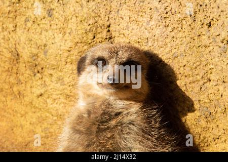 Meerkat à queue mince (Suricata suricata) un seul meerkat à queue mince reposant contre une roche avec le soleil du matin Banque D'Images