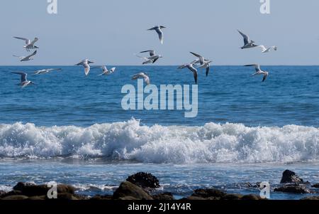 Un troupeau de sternes communes (Sterna hirundo) et de sternes royales (Thalasseus maximus) survole les vagues au large de la côte de Malibu, Californie, États-Unis Banque D'Images