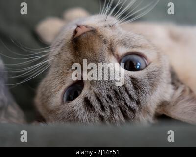 Un chaton siamois au point de lynx regarde la caméra tout en roulant sur son dos à l'envers Banque D'Images